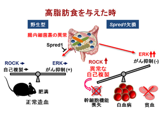 メタボから幹細胞を守るしくみ 発見 金沢大学 ナノ生命科学研究所