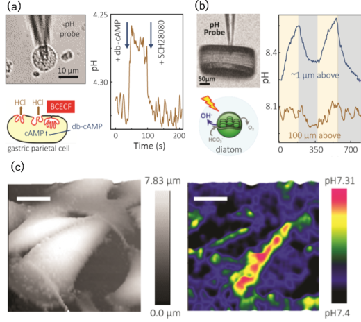 ナノスケールのphセンサーを開発し がん細胞表面のphイメージングに成功 金沢大学 ナノ生命科学研究所