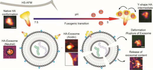 Real Time Observation Of Structural Dynamic Of Influenza A Hemagglutinin During Viral Entry