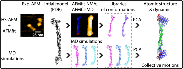 Watching Proteins Move with SimHS-AFMfit-MD: A New Method Reconstructs ...