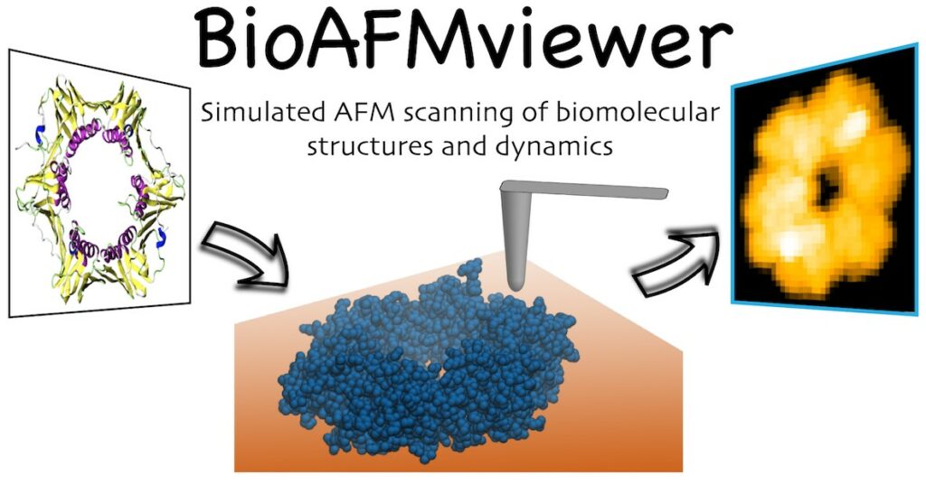 BioAFMviewer software for simulated atomic force microscopy of ...