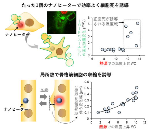 図4　ナノヒーター1粒子を用いた細胞機能の制御の例